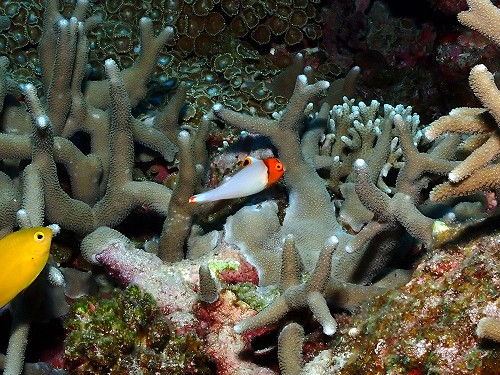 イロブダイの幼魚