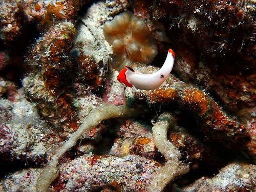 イロブダイの幼魚