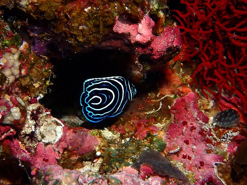 タテキンの幼魚