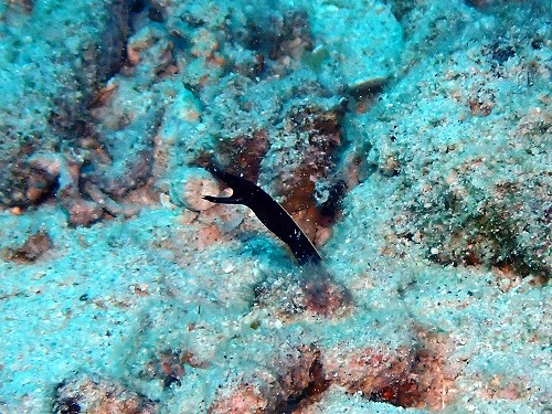 ハナヒゲの幼魚