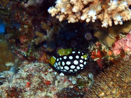 モンガラカワハギの幼魚