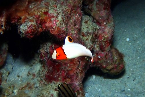 イロブダイの幼魚