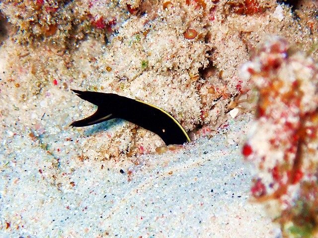 ハナヒゲウツボの幼魚