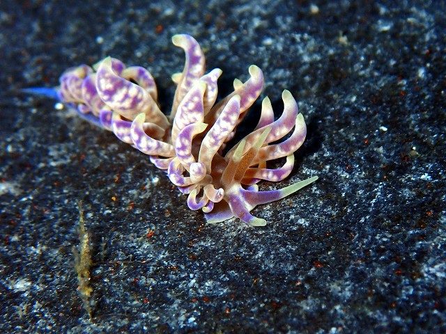 キッカミノウミウシ