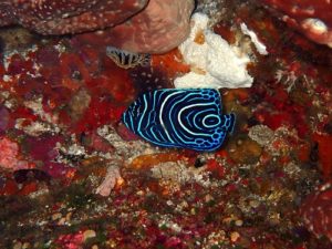 タテジマキンチャクダイ幼魚