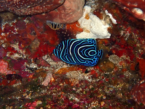 タテジマキンチャクダイ幼魚