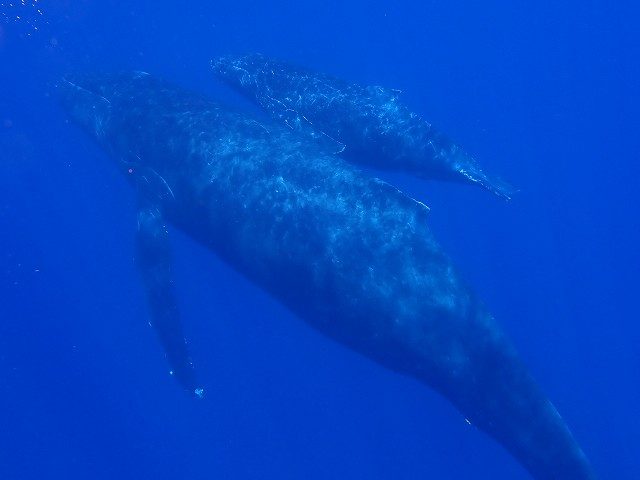 ザトウクジラ