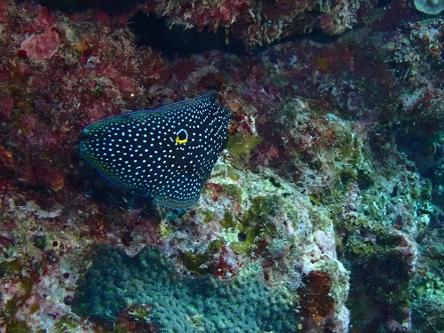 シモフリタナバラウオ