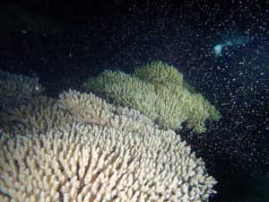 サンゴの産卵　沖縄