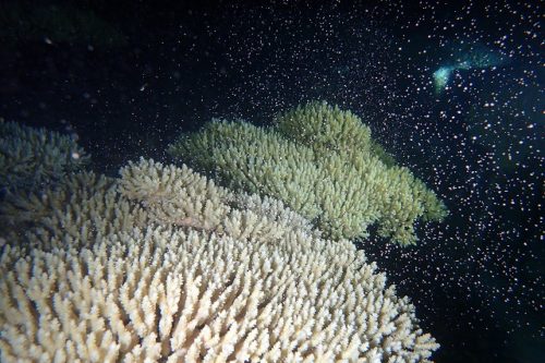 サンゴの産卵　沖縄