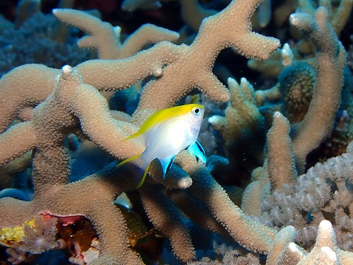 クロスズメダイ幼魚