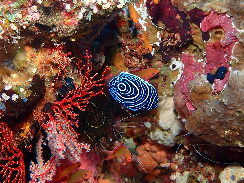 タテジマキンチャクダイの幼魚