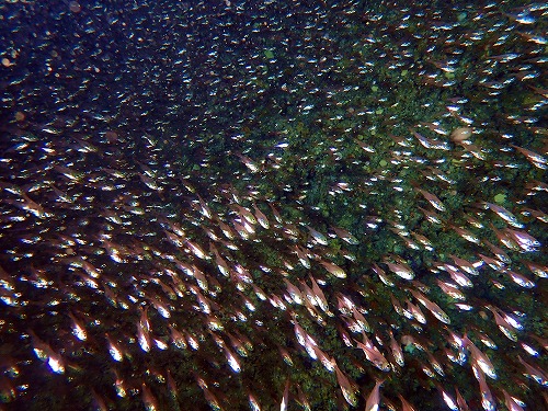 ハタンポの幼魚