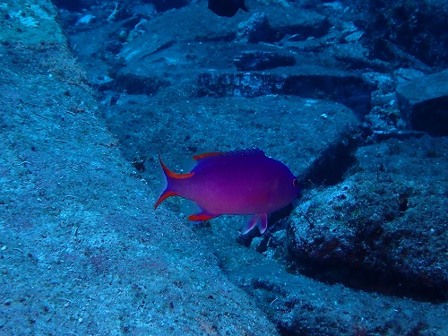 タテスジハタの幼魚