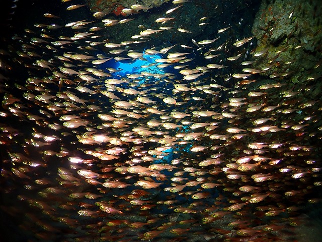 ハタンポの幼魚