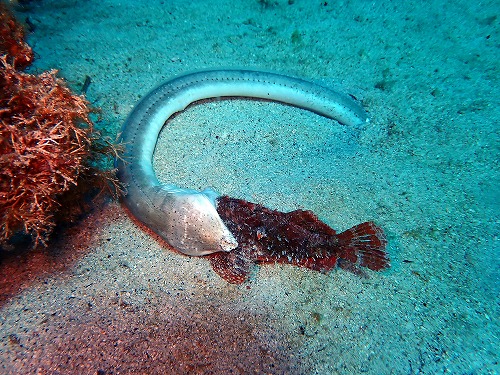 魚
