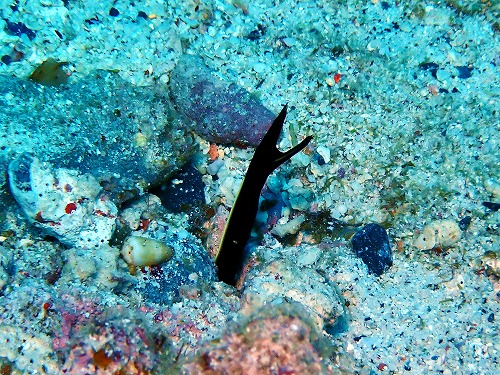 ハナヒゲウツボの幼魚