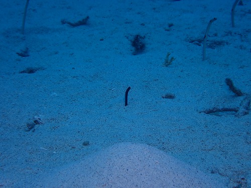 チンアナゴの幼魚