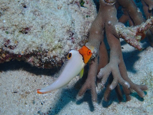 イロブダイの幼魚