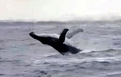 ＃ザトウクジラのジャンプ
