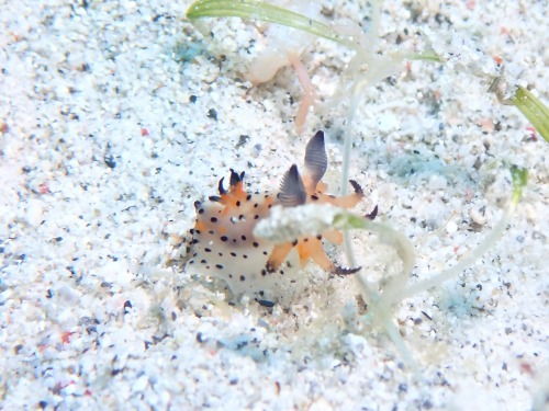 ＃フジタウミウシ