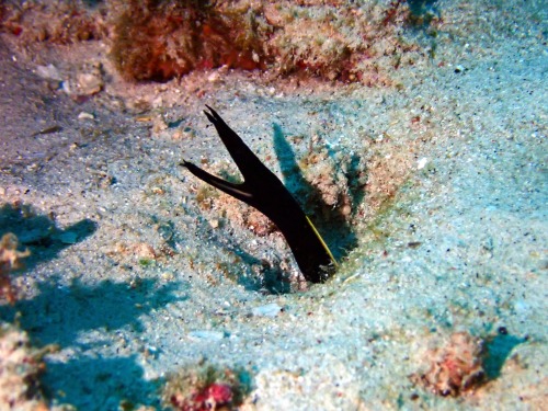 ハナヒゲウツボの幼魚