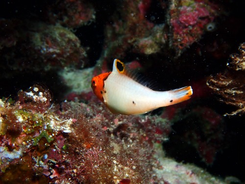 イロブダイの幼魚