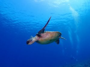 アオウミガメ