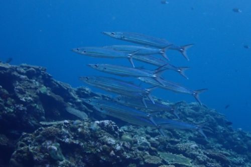 沖縄ダイビング　カマス