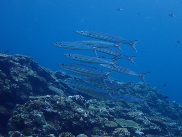 沖縄ダイビング　カマス