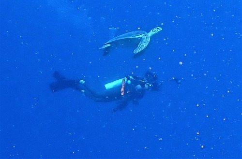 カメとダイバー