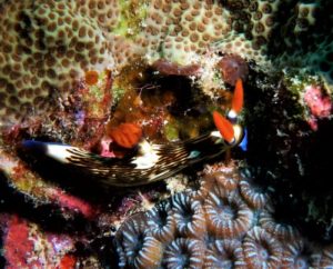 オキナワリュウグウウミウシ