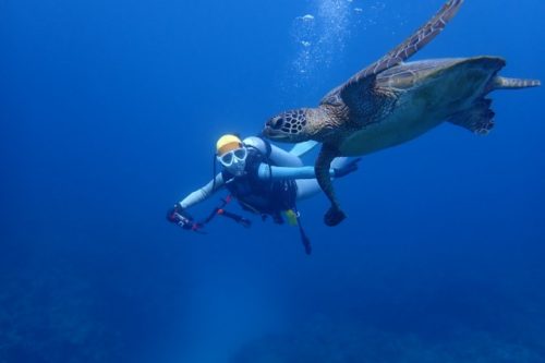 カメとダイバー