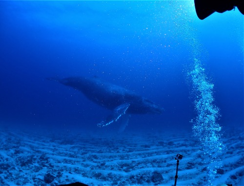 ＃水中ザトウクジラ