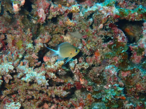 丸スズメダイの幼魚