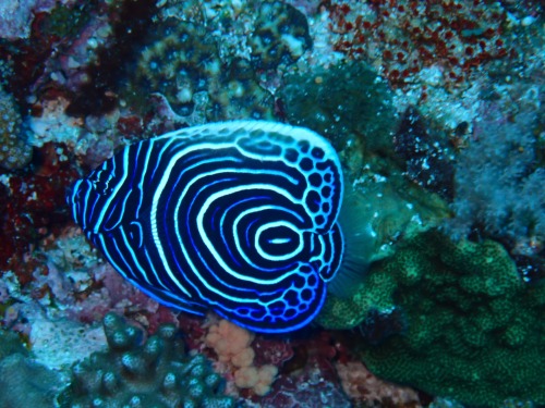 タテジマキンチャクダイ幼魚