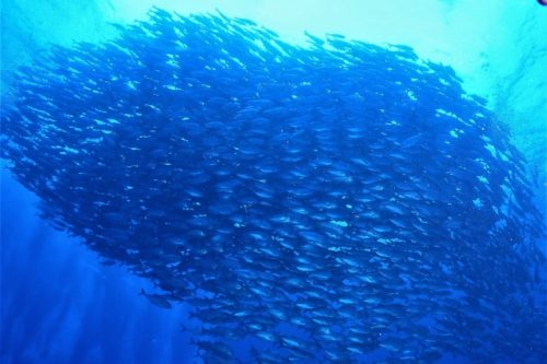 粟国ギンガメアジ