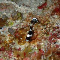 ＃アジアコショウダイの幼魚