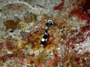 ＃アジアコショウダイの幼魚
