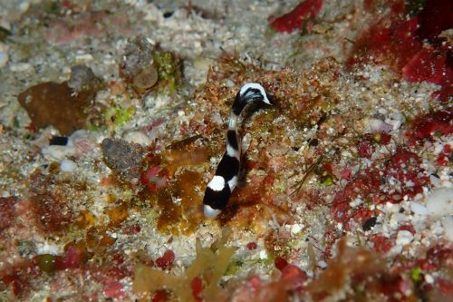 ＃アジアコショウダイの幼魚