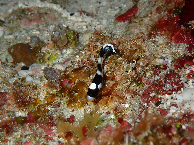 ＃アジアコショウダイの幼魚