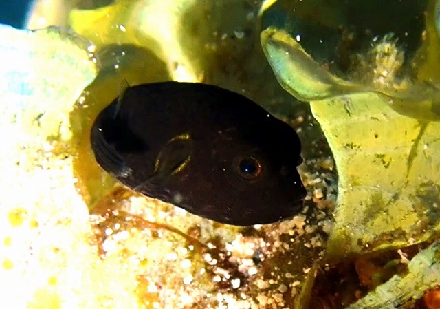 ＃サザナミフグの幼魚