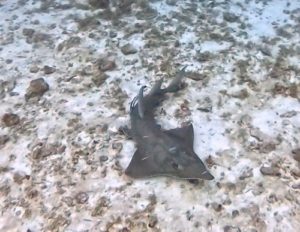 ＃トンガリサカタザメ