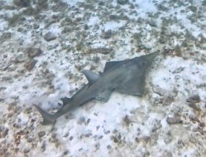 ＃トンガリサカタザメ