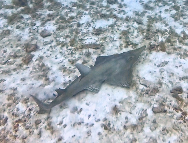 沖縄那覇・慶良間ダイビング　那覇シーマリン