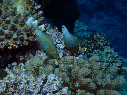 沖縄那覇・慶良間ダイビング　那覇シーマリン