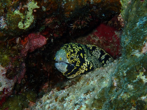 沖縄那覇・慶良間ダイビング　那覇シーマリン