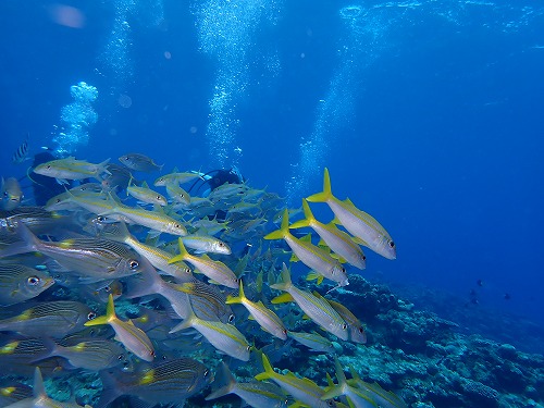 沖縄那覇・慶良間ダイビング　那覇シーマリン