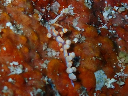 沖縄那覇・慶良間ダイビング　那覇シーマリン