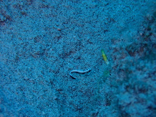 沖縄那覇・慶良間ダイビング　那覇シーマリン